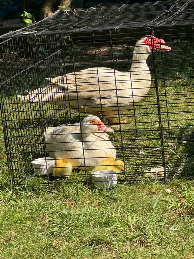 7 muscovy duck  ,family  in Livestock in Markham / York Region - Image 2