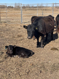 Dexter cow/calf pairs