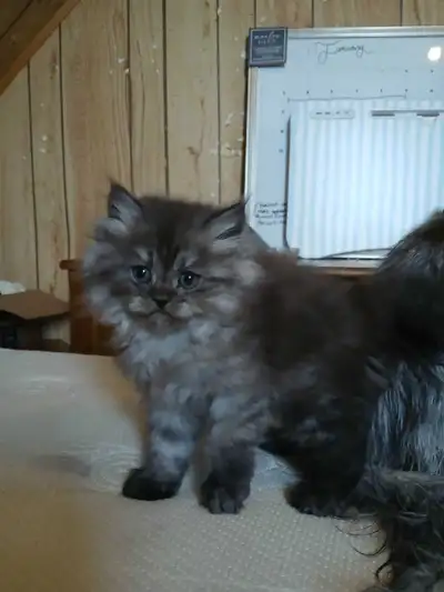 Persian/Himalayan ragdoll kittens, View more