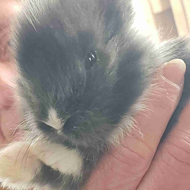 Bunnies  in Small Animals for Rehoming in Leamington