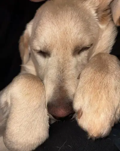Retriever Pup Mix, View more