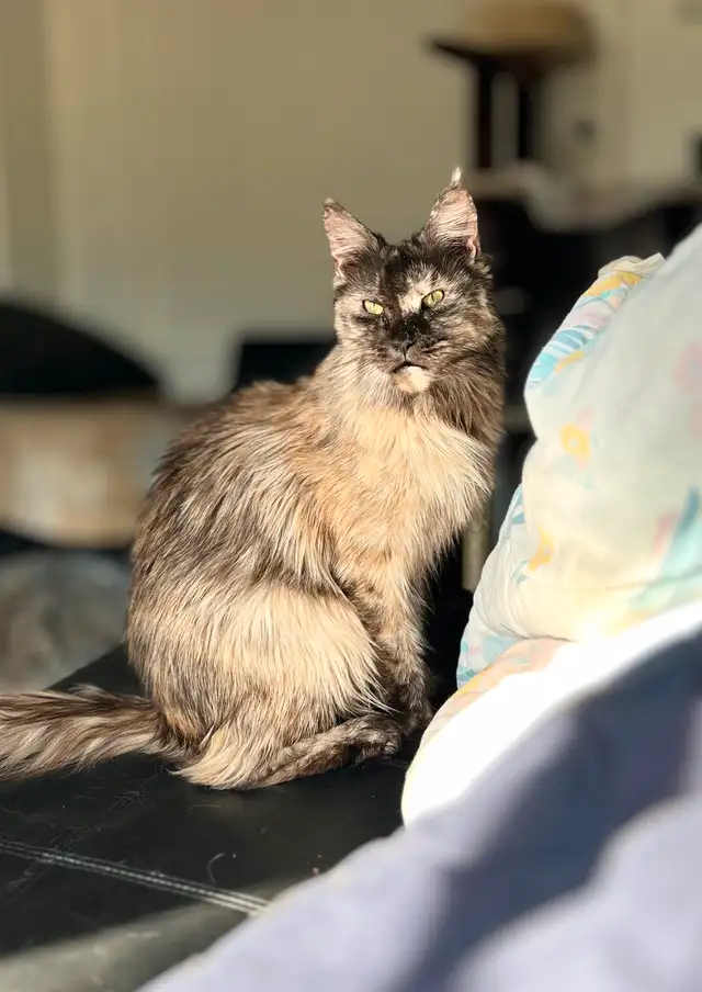 Maine Coon Femelle in Cats & Kittens for Rehoming in Lanaudière - Image 3