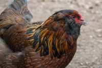 Looking for 2 pure ameraucana rooster 