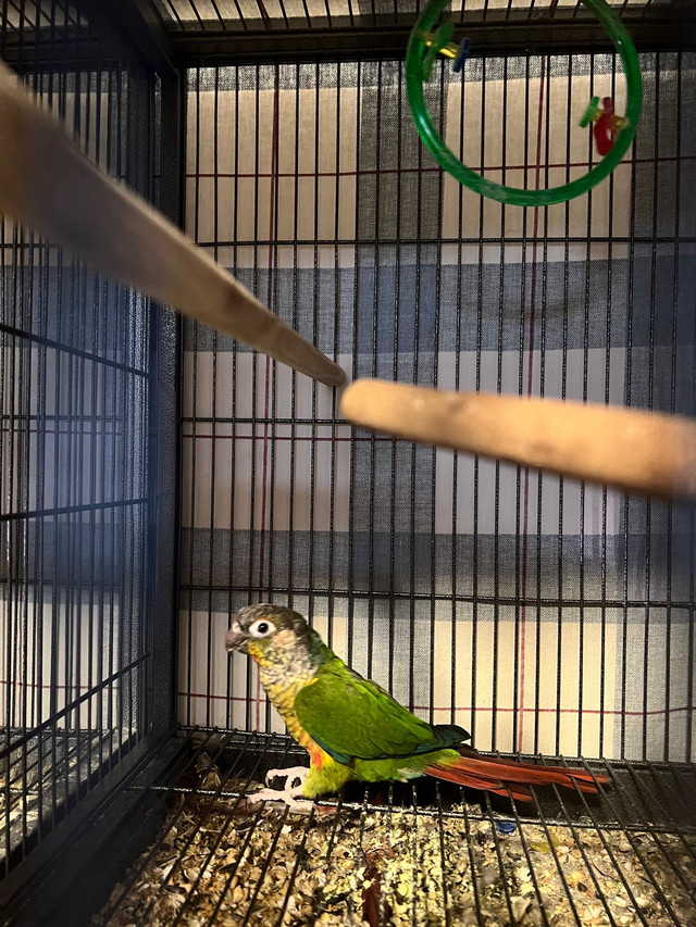 Pineapple Green Cheek Conure  in Birds for Rehoming in Calgary