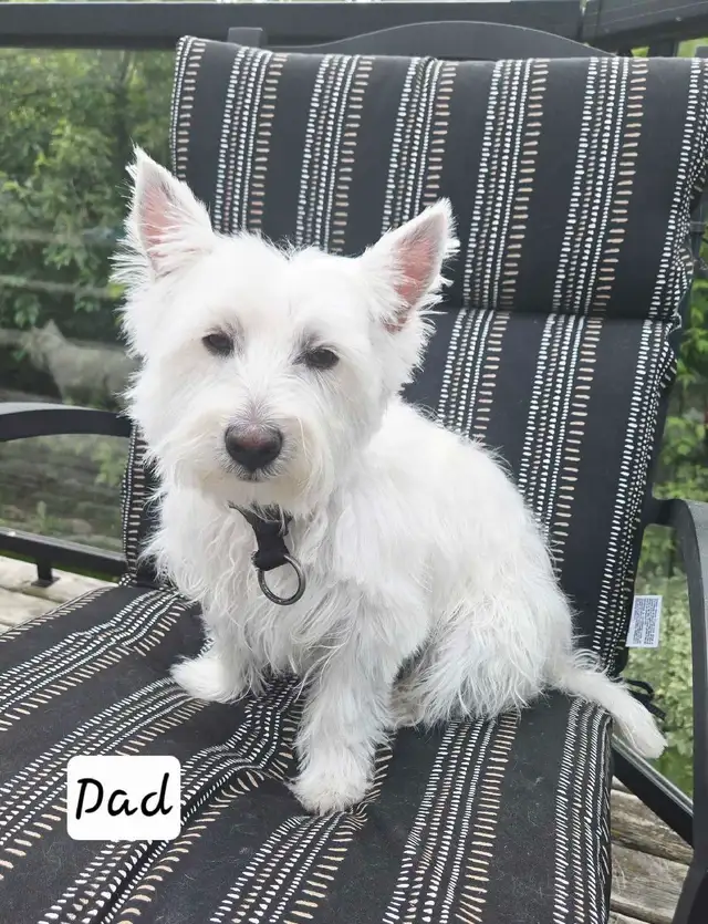 Westies, almost ready to go home in Dogs & Puppies for Rehoming in Strathcona County - Image 4