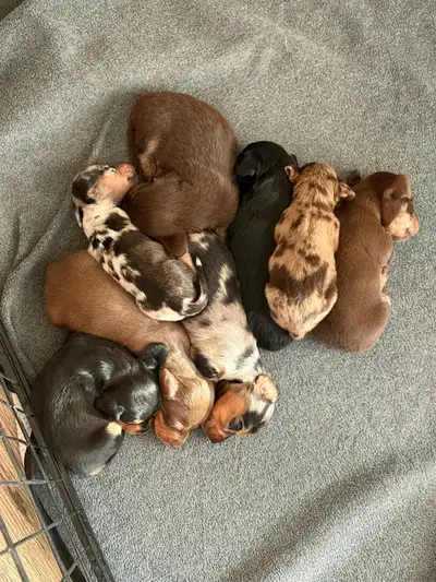 Mini Dachshunds, View more