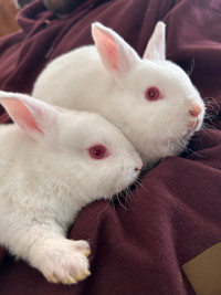 2 white bunnies