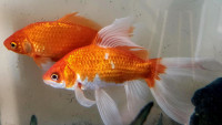 2 goldfish looking for a new home