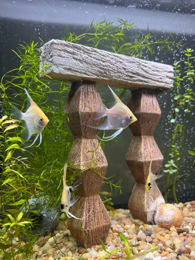 Angel Fish for sale, View more