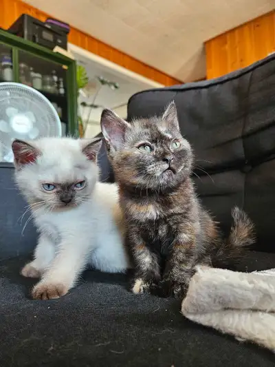 Chatons scottish straight x exotic shorthair, View more