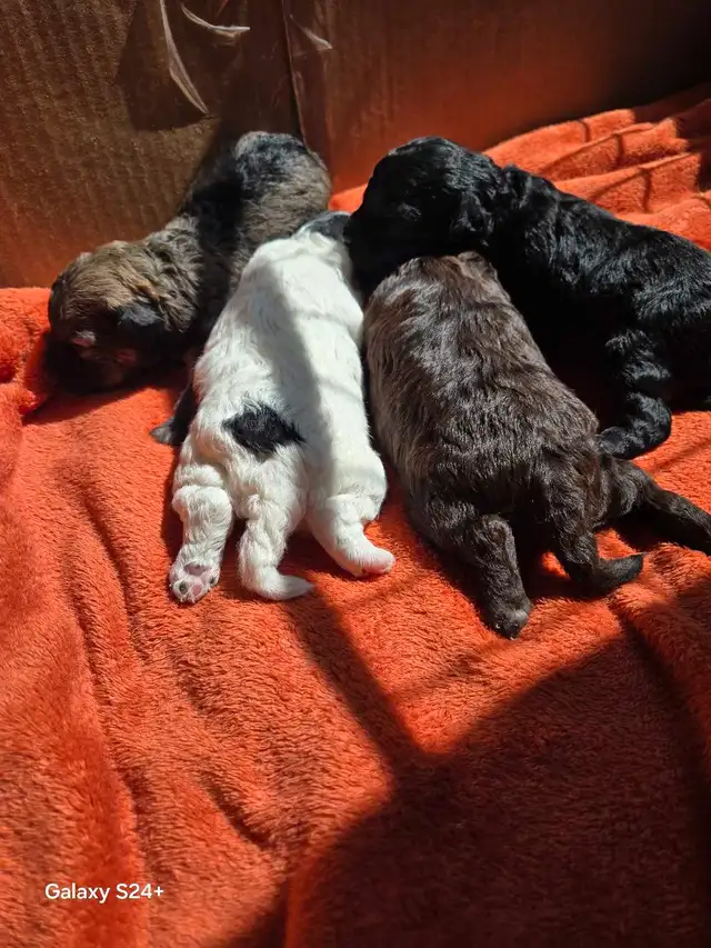 caniches nains (toys) in Dogs & Puppies for Rehoming in West Island - Image 4