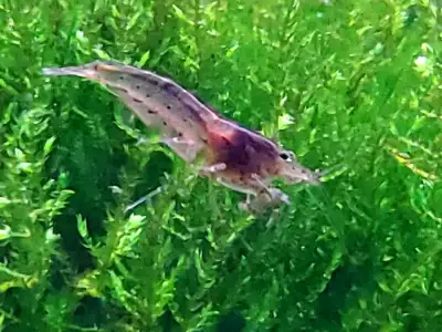 Mano A-Mano ( Amano Shrimp that is), View more