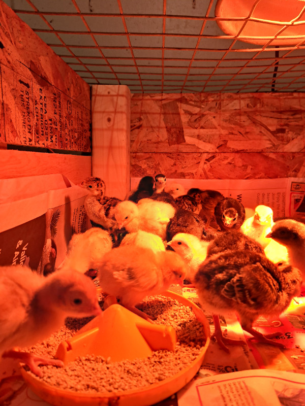 Turkey poults for sale in Livestock in Saint John - Image 3