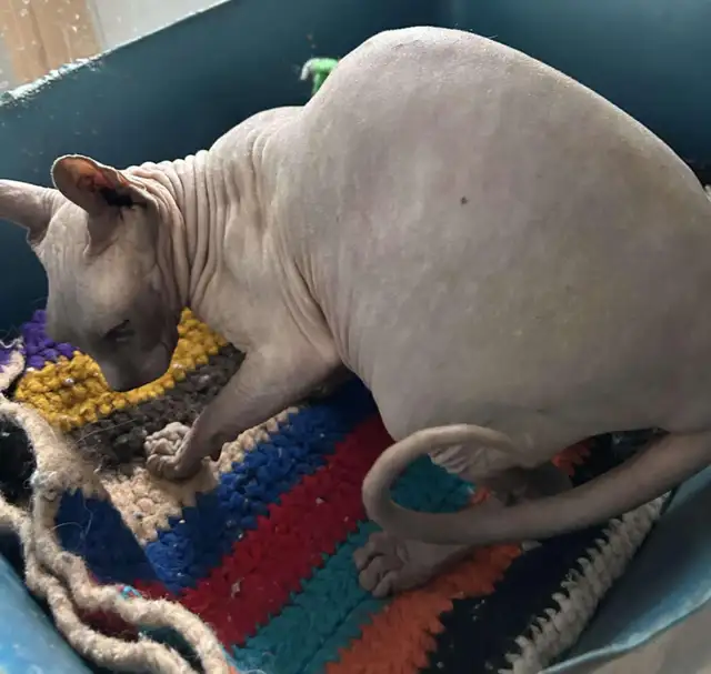 Chat Sphynx in Cats & Kittens for Rehoming in Lac-Saint-Jean - Image 4