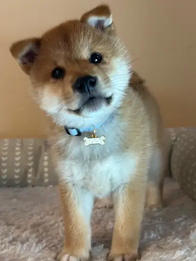 beautiful Shiba Inu puppy, Ready Now, View more
