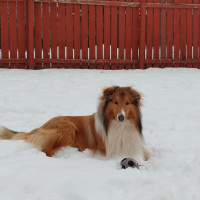 Rough Collie for sale