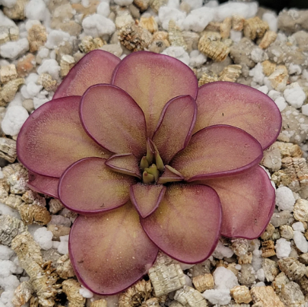 Pinguicula Laueana CP2 X Emarginata butterwort carnivorous plant in Plants, Fertilizer & Soil in City of Toronto - Image 6