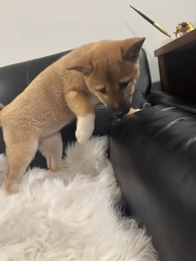 Shiba inu pure race pur bred in Dogs & Puppies for Rehoming in City of Montréal - Image 2
