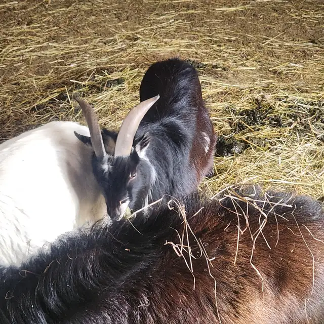 Male Pygme Goat $200 in Livestock in Hamilton - Image 3