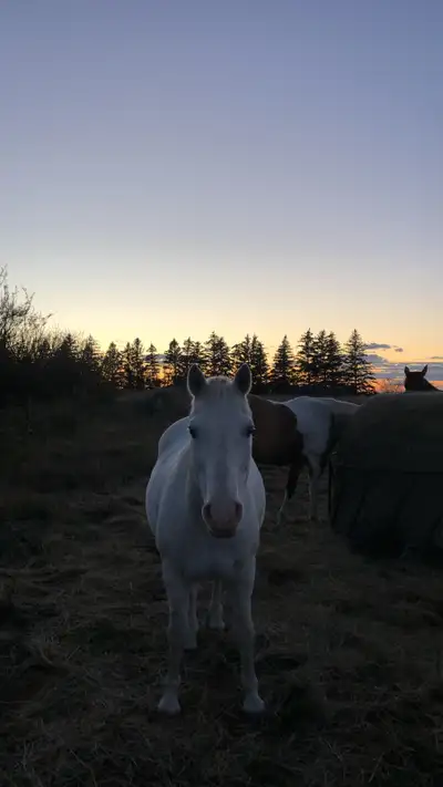 ISO Broke horse, View more