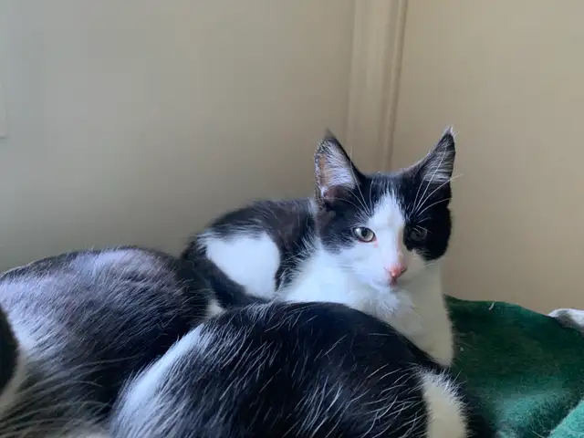 mixed mainecoon kittens in Cats & Kittens for Rehoming in Kelowna - Image 10