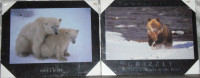 Polar Bears and Grizzly Pictures
