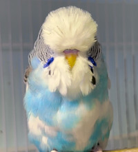 Show Quality English Budgie ! SOLD !