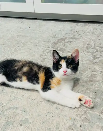 Cute Kitten, View more