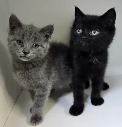 One Black Tabby Kitten, View more