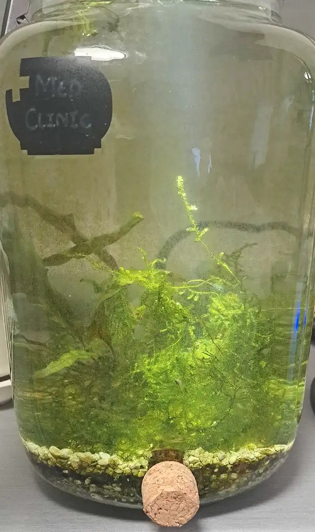 Feeder/Cleaning Shrimp Plus Moss and Other Plant in Fish for Rehoming in London - Image 4