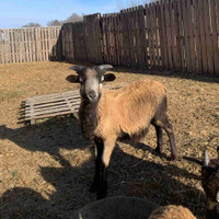 American Blackbelly ram lamb