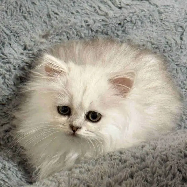 chaton/cat in Cats & Kittens for Rehoming in Longueuil / South Shore - Image 3