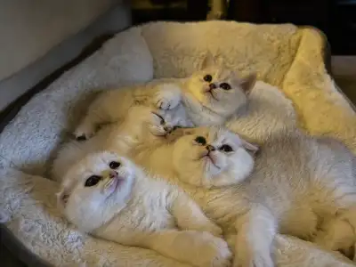 Scottish fold kittens , View more