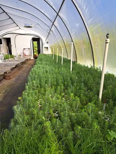 Conifer Seedlings for Sale. The varieties available are White Spruce and Red Pine. Our seedlings are...