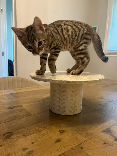 I'm looking for a loving home for my 4-month-old Bengal kitten due to an upcoming relocation. This d...