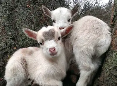 I have several baby goats looking for new homes. They’re healthy, playful, and used to being around...