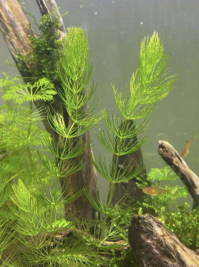 Aquatic Plants: Hornwort, View more