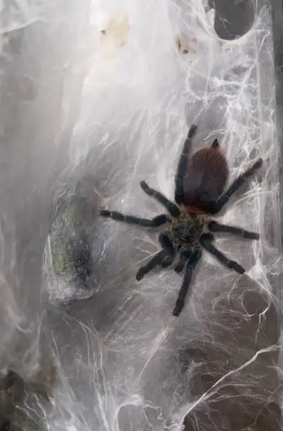Selling my female tarantulas. Female Dolichothele diamantinensis -$200 Female Davus sp. panama 3inch...