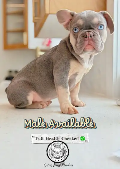 French Bulldog Puppies, View more