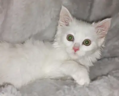 Maine Coon Mix Male, View more