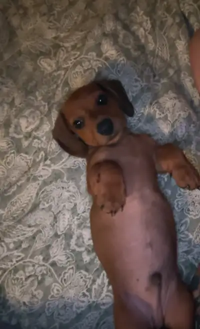 Miniature Dachshund Puppies!!! 1 LEFT!!, View more