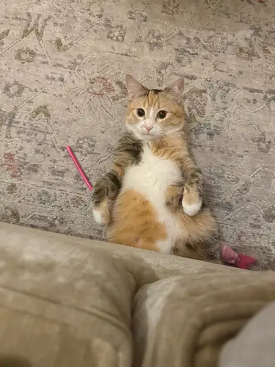 Looking to rehome my cat due my nephews allergies sadly. I adopted her from the human society maybe...