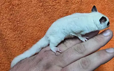 SALE ON ----beautiful young sugar gliders, View more