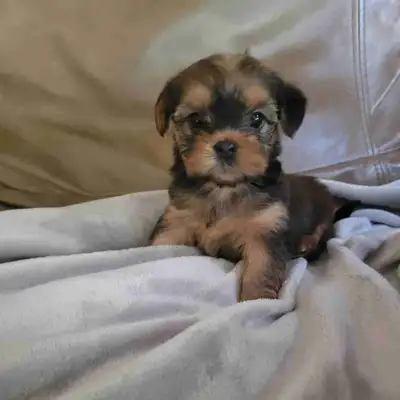 Adorable Teddy Bear face Morkies for sale, View more