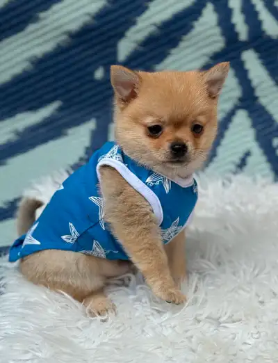 Magnifique mâle pomchi ( chihuahuaXpomeranien). Il est né le 7 avril il est vacciné et vermifugé . p...