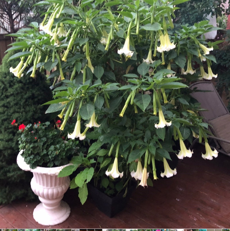 house and garden plant Plants, Fertilizer & Soil Mississauga / Peel