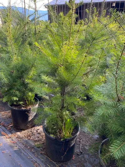 Young trees for sale - $18/ea - Douglas Firs - Western Hemlock - Western Red Cedars