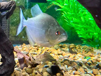 5” Xingu black piranha for sale. Plus free Almond leaves., View more