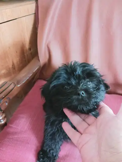 Shorkie puppies to rehome, View more