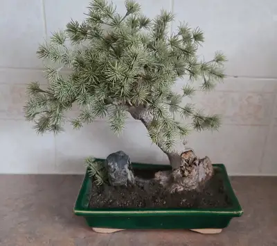 Bonsai - fake, View more
